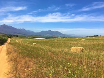 Devon Valley Winelands bicycle tour from Cape Town